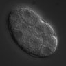Thumbnail for dataset RNAi_Y49E10.14_041109_02