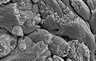 Thumbnail for dataset fig1d_HAImplant