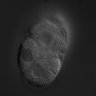 Thumbnail for dataset RNAi_Y49E10.19_041111_01