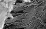 Thumbnail for dataset fig2a_biohybridImplant_higher