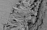 Thumbnail for dataset fig2a_naturaltooth