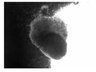 Thumbnail for dataset harderian_bioengineered_D0