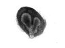 Thumbnail for dataset harderian_natural_D4