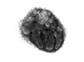 Thumbnail for dataset harderian_natural_D5