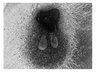 Thumbnail for dataset lacrimal_bioengineered_D2