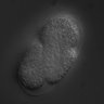 Thumbnail for dataset RNAi_Y66A7A.8_070816_01