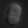 Thumbnail for dataset RNAi_Y71H2_378.a_071018_02