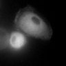 Thumbnail for Fig2e_SuppleMovie2_LPS