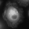 Thumbnail for dataset Fig2e_SuppleMovie2_LPS-5z7Ox