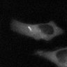 Thumbnail for dataset Fig3b_WT_Untreated