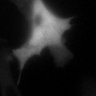 Thumbnail for dataset Fig4e_SuppleMovie3_TNF-BV6-zVAD