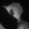 Thumbnail for Fig4e_SuppleMovie3_TNF-BV6-zVAD-GSK