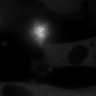Thumbnail for dataset Fig4g_SuppleMovie3_TNF-BV6-GSK