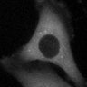 Thumbnail for dataset Fig4g_SuppleMovie3_Untreated