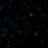 Thumbnail for dataset fig7_RSAdetection_4w