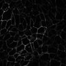 Thumbnail for dataset Fig4A_APtreat