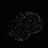 Thumbnail for dataset VideoS3_CellDiv