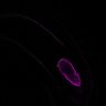 Thumbnail for dataset Fig1C_zygote_PM