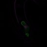 Thumbnail for dataset Fig2A_zygote_PM-and-Nuc