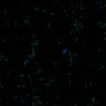 Thumbnail for dataset fig7_RSAdetection_12w
