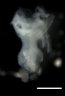 Thumbnail for Figure3A_E10.5_WT