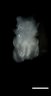 Thumbnail for dataset Figure3A_E11.5_KO