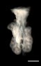 Thumbnail for dataset Figure3A_E12.5_KO