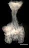 Thumbnail for dataset Figure3A_E12.5_WT
