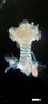 Thumbnail for dataset Figure3A_E18.5_KO