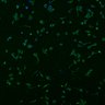 Thumbnail for dataset fig7_RSAdetection_16w