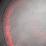 Thumbnail for dataset Figure5J_wnt5a_KO_Gut1