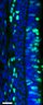 Thumbnail for FigureS12A_control_E12.5_Dorsal