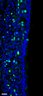 Thumbnail for dataset FigureS12A_control_E16.5_Dorsal