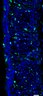 Thumbnail for dataset FigureS12A_control_E16.5_Ventral