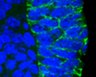 Thumbnail for dataset FigureS15A_E14.5_CDH1