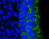 Thumbnail for dataset FigureS15A_E16.5_CDH1