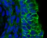Thumbnail for dataset FigureS15A_E16.5_SCRIB