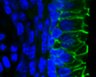 Thumbnail for dataset FigureS15A_E18.5_CDH1