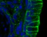 Thumbnail for dataset FigureS15A_E18.5_SCRIB