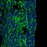 Thumbnail for dataset FigureS15B_E14.5_Factin