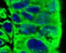 Thumbnail for dataset FigureS15B_E14.5_atubulin