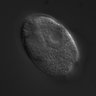 Thumbnail for dataset wt_N2_030116_02