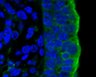 Thumbnail for dataset FigureS15B_E16.5_ppMLC2