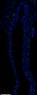 Thumbnail for dataset FigureS1A_Brdu_E18.5