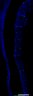 Thumbnail for dataset FigureS1B_pHH3_E17.5