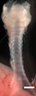 Thumbnail for dataset figure1B_trachea_E18.5
