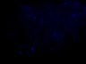 Thumbnail for dataset Fig6e_24hpi_infect_DAPI