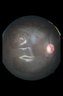 Thumbnail for dataset FigS3_Right-FAG