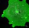 Thumbnail for dataset VideoS1_siRNA_ctrl
