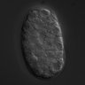 Thumbnail for dataset wt_N2_030124_02